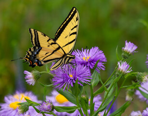 A Swallowtail Butterfly atop Purple Aster flowers in Springtime garden. Close up view.