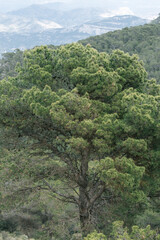 Majestic pine tree in serene mountain landscape