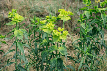 Vibrant green spurge plants flourishing in natural outdoor habitat
