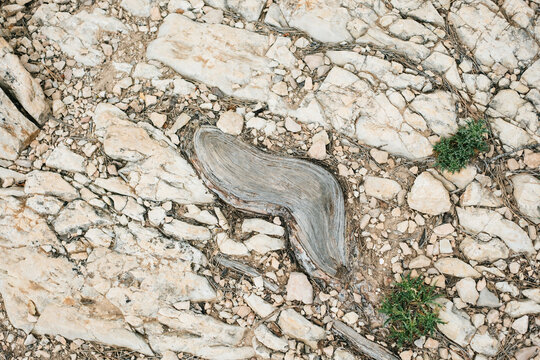 Weathered tree stump in rugged rocky terrain with sparse greenery
