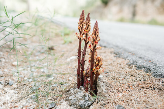 Wild broomrape emerging by rural roadside in natural habitat