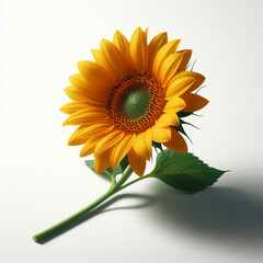 鮮やかな黄色の大きなひまわり