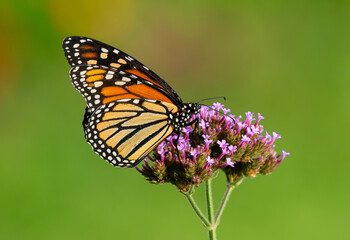 A Monarch Butterfly with beautiful wings pollinating a Verbena plant flower. Close up view.