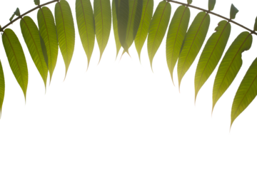 green leaves arched in artistic composition . Isolated on transparent background, png