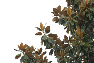 lush magnolia tree branches with green and brown leaves . Isolated on transparent background, png
