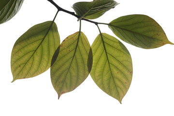Naklejka premium close up of green leaves on a branch . Isolated on transparent background, png