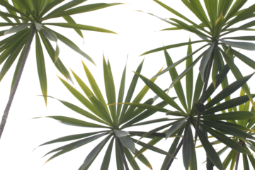 exotic green papyrus leaves. Isolated on transparent background, png