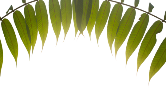 green leaves arched in artistic composition . Isolated on transparent background, png - Powered by Adobe