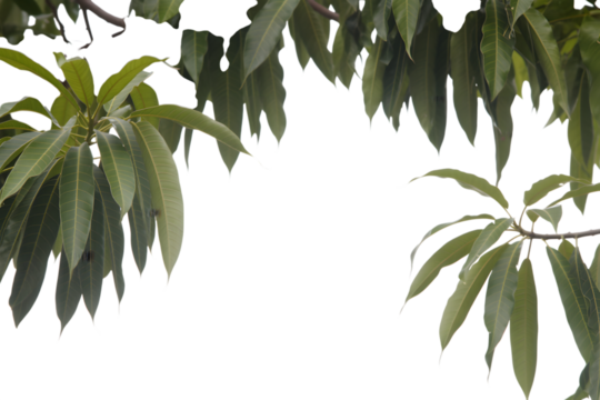 lush green leaves branch frame with blank space . Isolated on transparent background, png