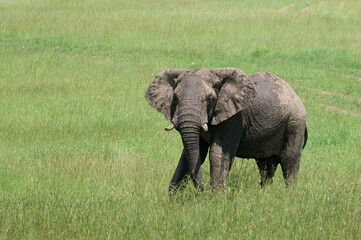 African Elephant Covered in Mud in the Savannah