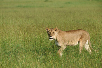 Lioness Walking Through Tall Grass in the Savannah