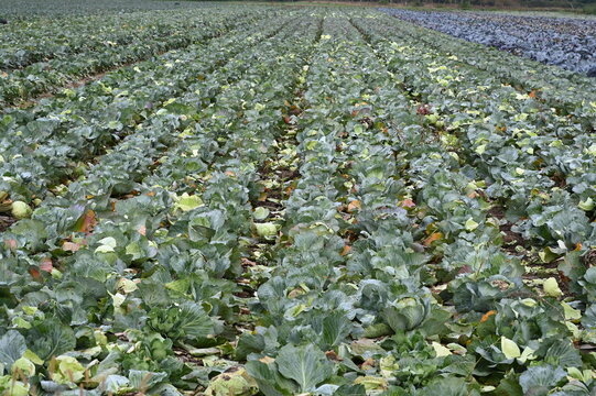 Feld mit Wei&szlig;kohl