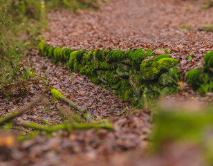 Old mossy stone wall lining forest trail on rainy autumn day.
