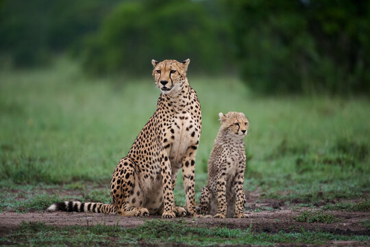 Cheetah Mother and Cub Sitting in the Savannah