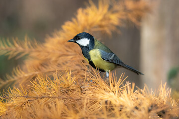 Great tit sitting on on the ground. Wildlife scene from nature. Song bird in nature habitat. Parus major.
