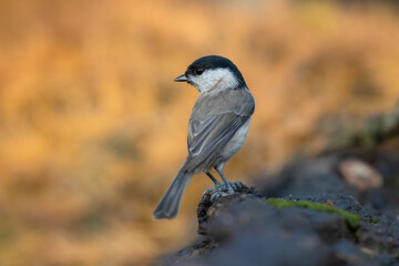 Willow Tit , Poecile montanus or Parus montanus perched on on a branch, Impressive clean nature background in sunset. Autumn photo, Czech republic.