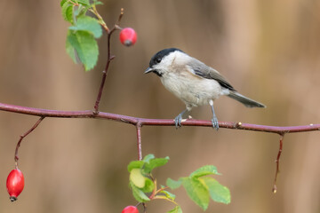 Willow Tit , Poecile montanus or Parus montanus perched on on a branch, Impressive clean nature background in sunset. Autumn photo, Czech republic.