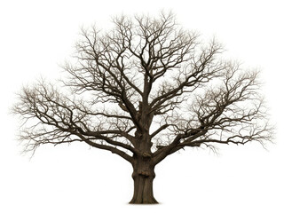 Obraz premium Majestic bare oak tree against white background