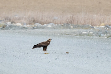 Western Marsh Harrier (Circus aeruginosus) on Ground Near Dead Prey, Preparing for Takeoff