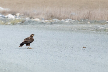 Western Marsh Harrier (Circus aeruginosus) on Ground Near Dead Prey, Preparing for Takeoff