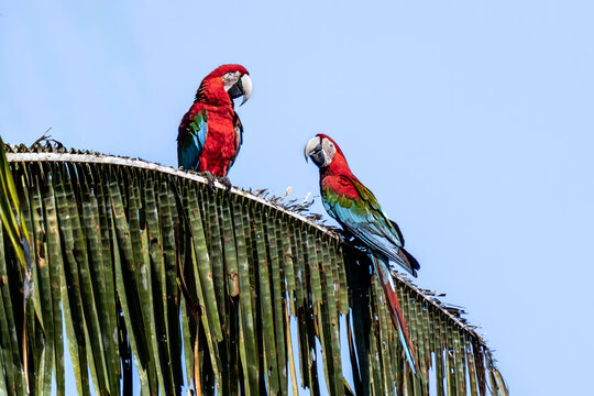Red and green macaws (Ara chloropterus) perched on a palm tree, beautiful and colorful macaws in Manu national park, Cusco, Peru