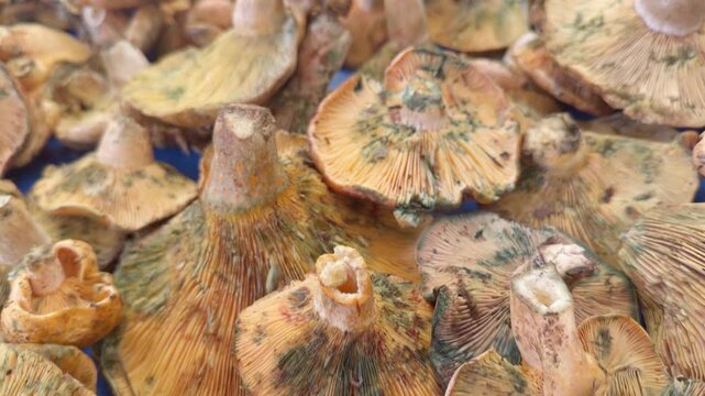 New Crop Edible Mushroom Lactarius Deliciosus on Market Stall Footage.