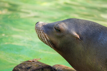 Fototapeta premium pair of California sea lions bask in sun. Zalophus californianus.