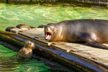 pair of California sea lions bask in sun. Zalophus californianus.