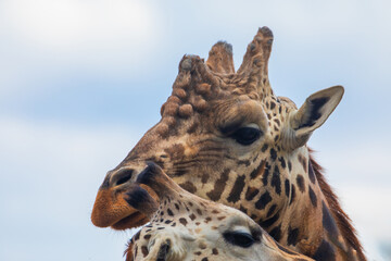 family of Giraffe Giraffa camelopardalis,with a baby. sticking out blue tongue