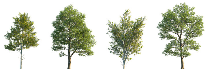 Set of Populus alba and Populus Maximowiczii frontal street trees isolated png on a transparent background perfectly cutout © Viktoria