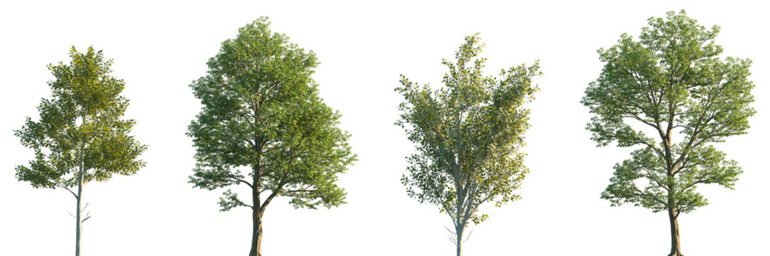 Set of Populus alba and Populus Maximowiczii frontal street trees isolated png on a transparent background perfectly cutout