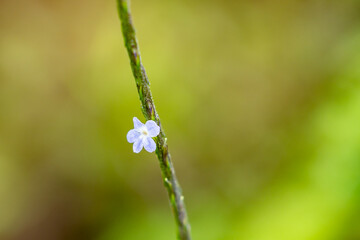 Stachytarpheta cayennensis is a species of flowering plant in the verbena family. Mauʻumae Ridge Trail (Puʻu Lanipō), Oahu, Hawaii. Koʻolau Range, shield volcano.  blue snakeweed, Cayenne snakeweed