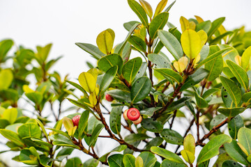 Fototapeta premium Syzygium sandwicense is a species of flowering plant in the myrtle family, Myrtaceae. Ōhiʻa ha, Hā, and Pāʻihi. Mauʻumae Ridge Trail (Puʻu Lanipō), Oahu, Hawaii. Koʻolau Range, shield volcano. 