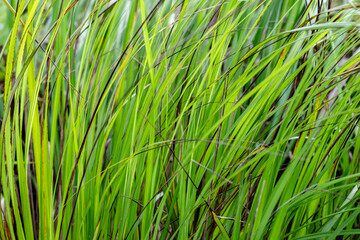 Gahnia beecheyi is a tussock-forming perennial in the family Cyperaceae, that is native to parts of Hawaii. Mauʻumae Ridge Trail (Puʻu Lanipō), Oahu, Hawaii. Koʻolau Range, shield volcano.  