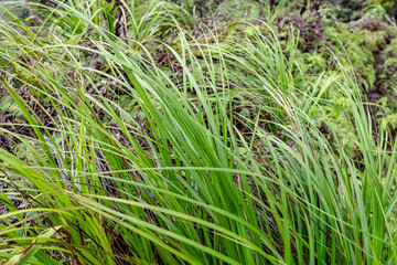 Gahnia beecheyi is a tussock-forming perennial in the family Cyperaceae, that is native to parts of Hawaii. Mauʻumae Ridge Trail (Puʻu Lanipō), Oahu, Hawaii. Koʻolau Range, shield volcano.  