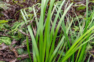 Gahnia beecheyi is a tussock-forming perennial in the family Cyperaceae, that is native to parts of Hawaii. Mauʻumae Ridge Trail (Puʻu Lanipō), Oahu, Hawaii. Koʻolau Range, shield volcano.  