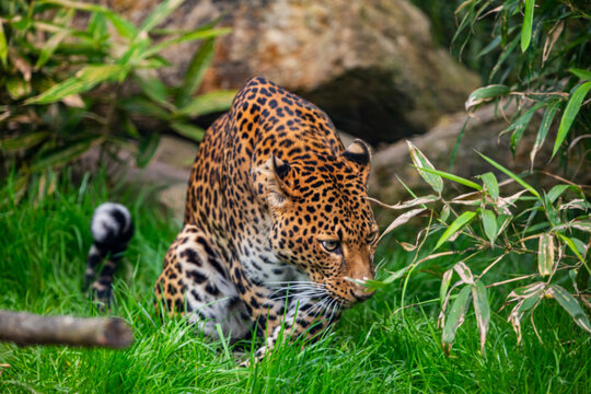 Male Javan leopard Panthera pardus melas of Java, Indonesia.