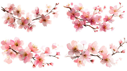 Obraz premium Soft watercolor cherry blossom branches with delicate pink petals and gentle spring tones. Elegant floral illustration perfect for nature themed designs invitations and decor projects.