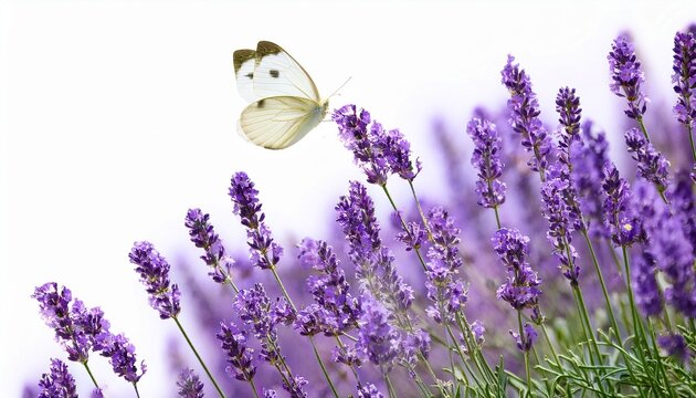 white and purple butterfly on lavender flowers against white background - Powered by Adobe