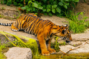 Sumatran tiger family with two little cubs