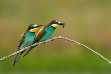 European Bee-Eaters on Branch, One Holding a Wasp