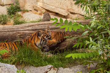 Sumatran tiger family with two little cubs