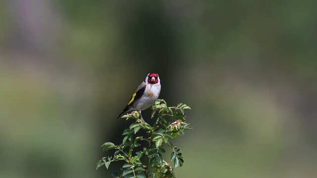 A red-cheeked Siskin (Carduelis carduelis) feeding on seeds on a thorny plant. Wildlife.
