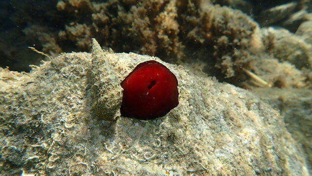 Common cerith (Thericium vulgatum) shell with hermit crab and plum anemone (Actinia equina) undersea, Ligurian Sea, Italy, Imperia