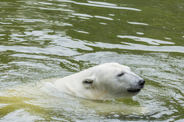 Polar bear swimming in green water with gentle ripples and serene atmosphere