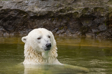 Polar bear swimming in tranquil water with rocky background scenery