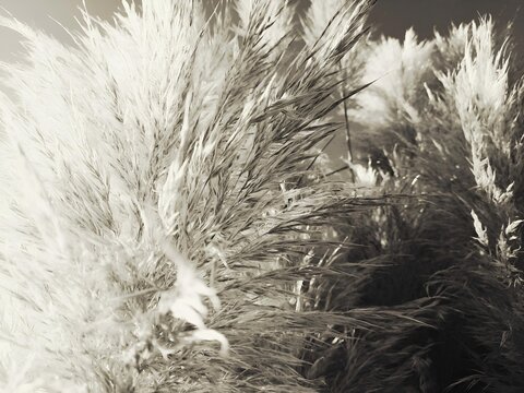 pampas2_bw