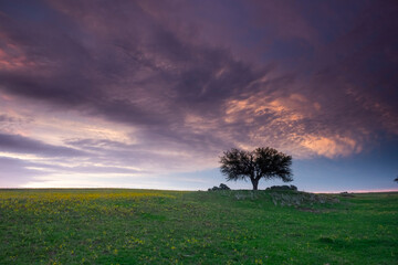 Pampas tree landscape, La Pampa province, Patagonia, Argentina.
