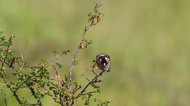 A red-cheeked Siskin (Carduelis carduelis) feeding on seeds on a thorny plant. Wildlife.