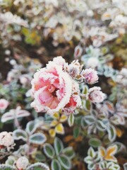 Fototapeta premium rose_with_frost_3_vn